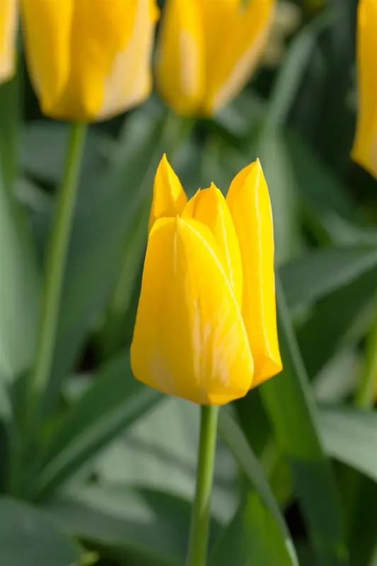 Yellow Purissima - afbeelding 3