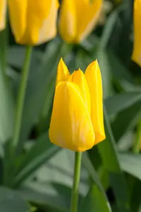 Yellow Purissima - afbeelding 3
