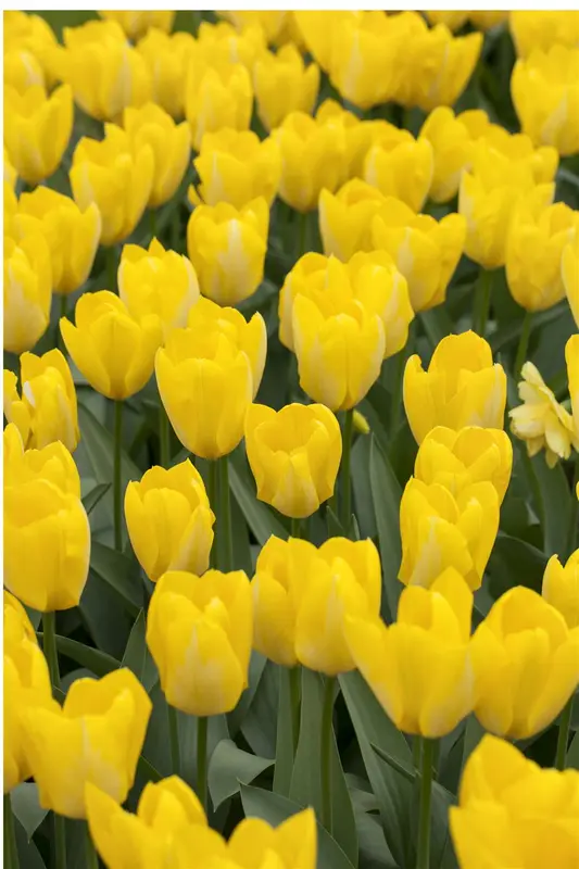 Yellow Purissima - afbeelding 4