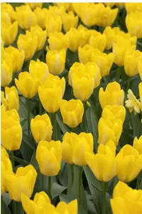 Yellow Purissima - afbeelding 4