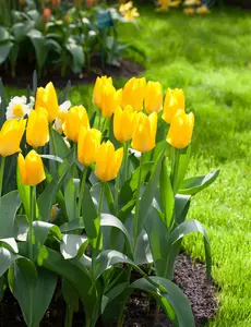 Yellow Purissima - afbeelding 4