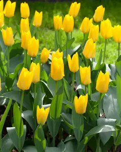 Yellow Purissima - afbeelding 2