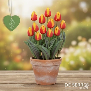 Tulipa kaufmanniana 'Giuseppe Verdi'