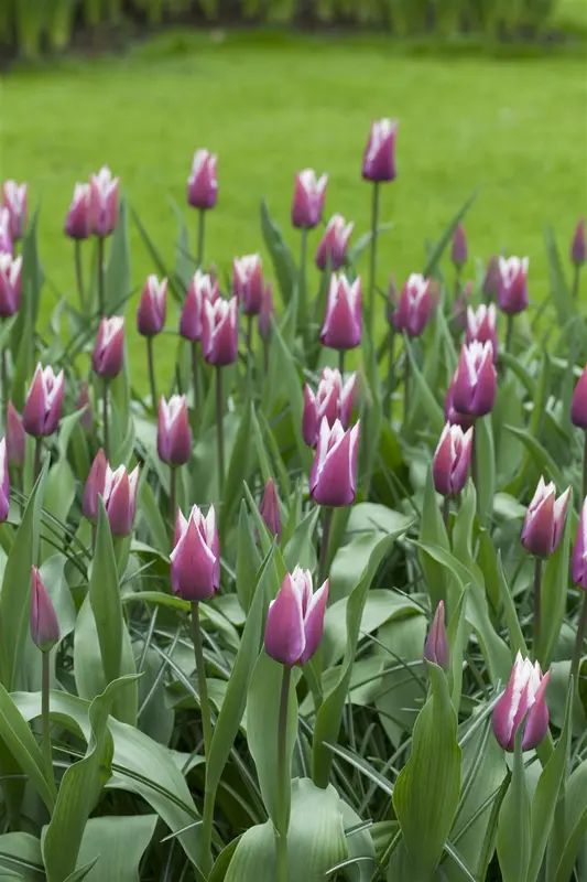 tulipa lelie 'claudia' - afbeelding 1