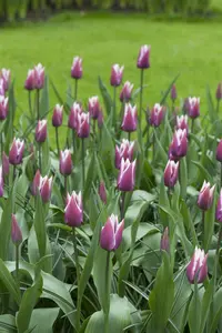 tulipa lelie 'claudia' - afbeelding 5