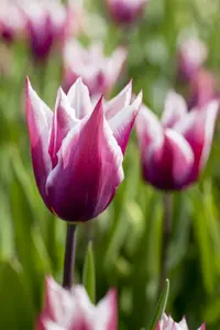 tulipa lelie 'claudia' - afbeelding 4