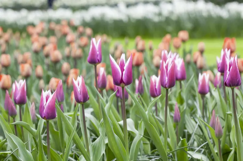 tulipa lelie 'claudia' - afbeelding 2