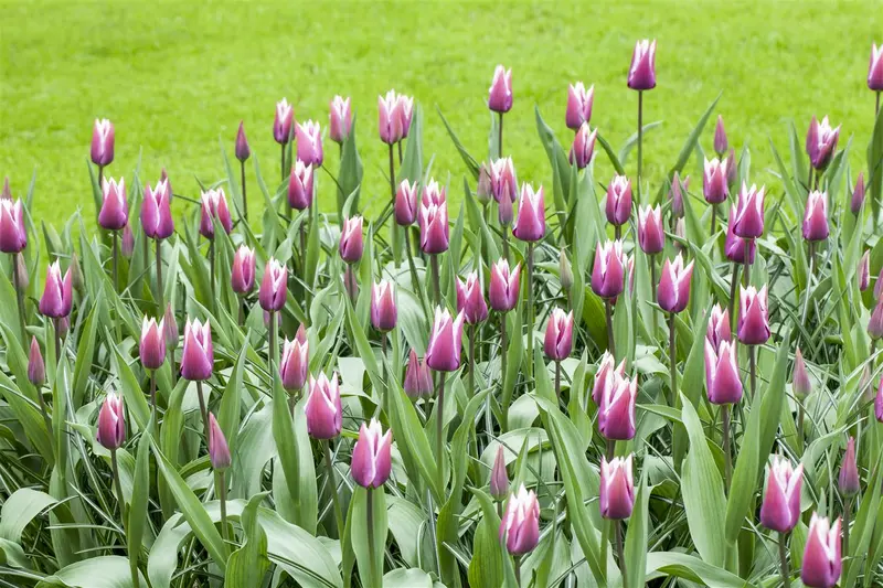 tulipa lelie 'claudia' - afbeelding 3