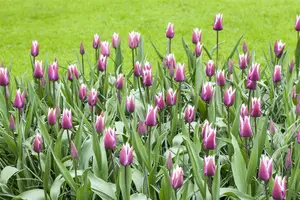 tulipa lelie 'claudia' - afbeelding 3