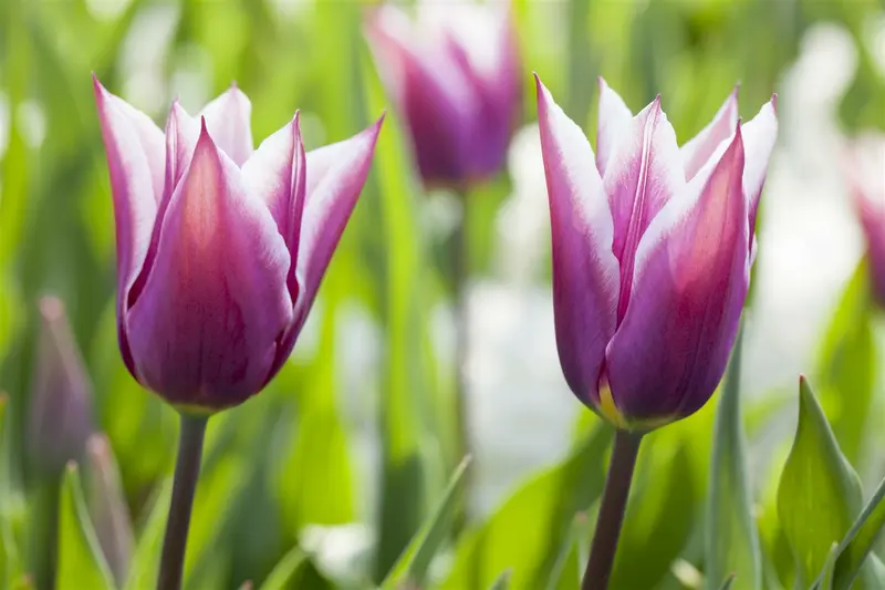 tulipa lelie 'claudia' - afbeelding 5