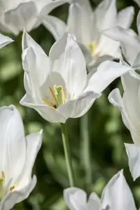 tulipa lelie 'white triumphator'