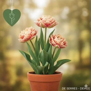 Tulipa 'Menton Exotic'