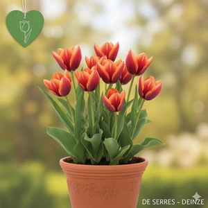 Tulipa 'Muvota'