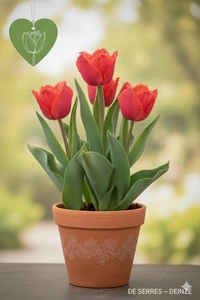 Tulipa 'Pacific Pearl'