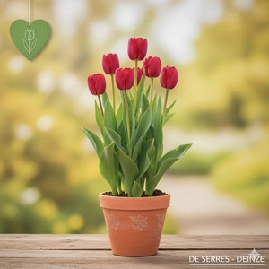 Tulipa 'Pretty Woman'