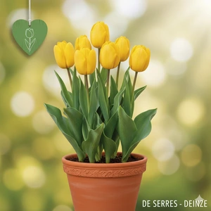 Tulipa 'Strong Gold'