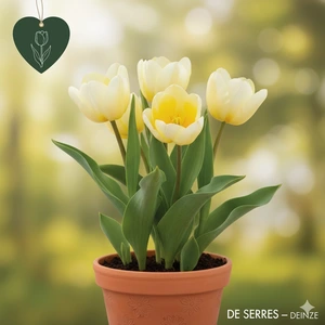 Tulipa 'Sunny Prince'