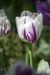 tulipa triumph 'flaming flag' - afbeelding 3