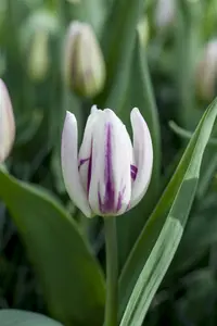tulipa triumph 'flaming flag' - afbeelding 2