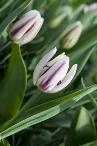 tulipa triumph 'flaming flag' - afbeelding 3