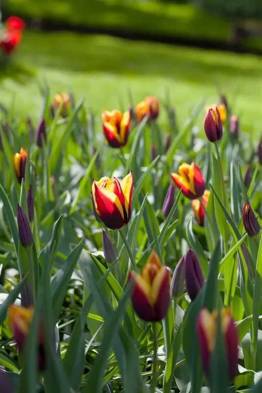 tulipa triumph 'gavota' - afbeelding 1