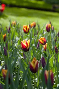 tulipa triumph 'gavota' - afbeelding 3