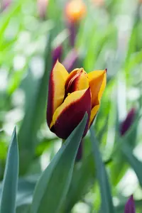 tulipa triumph 'gavota' - afbeelding 2