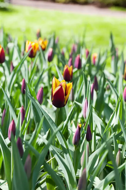 tulipa triumph 'gavota' - afbeelding 3