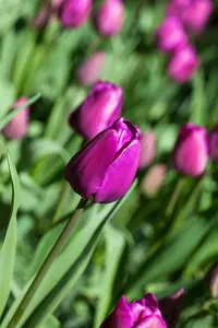 tulipa triumph 'negrita' - afbeelding 5