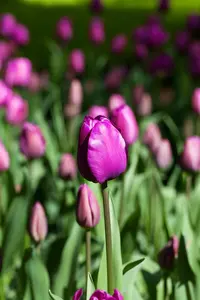 tulipa triumph 'negrita' - afbeelding 2
