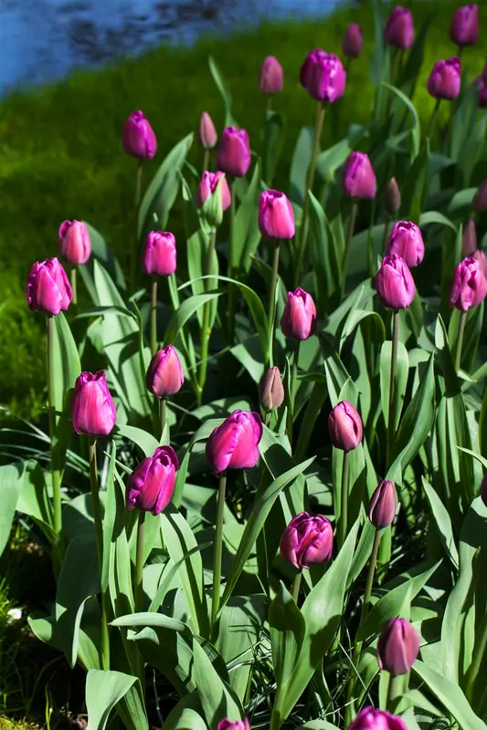 tulipa triumph 'negrita' - afbeelding 3