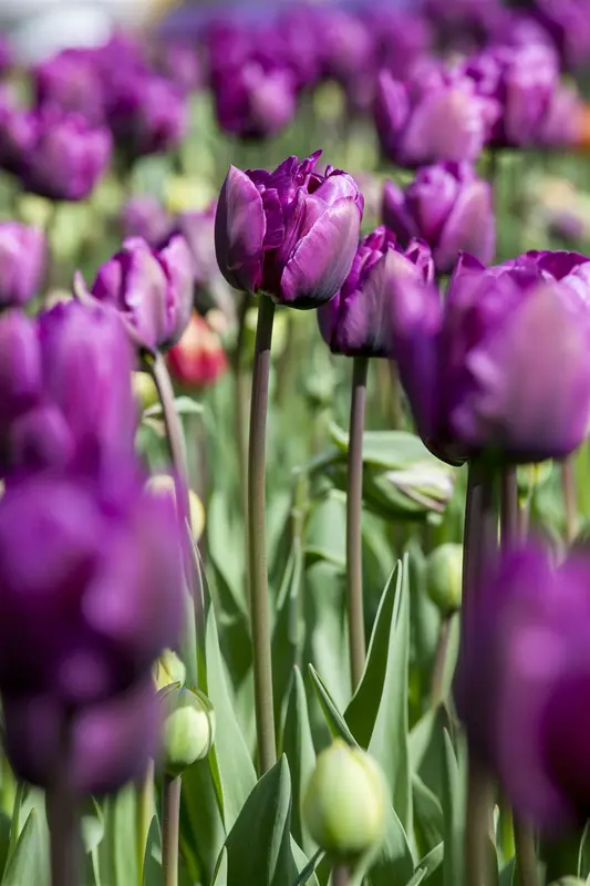 tulipa triumph 'negrita' - afbeelding 4