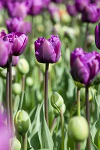 tulipa triumph 'negrita' - afbeelding 5