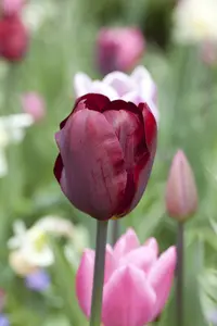 tulipa triumph 'ronaldo' - afbeelding 2