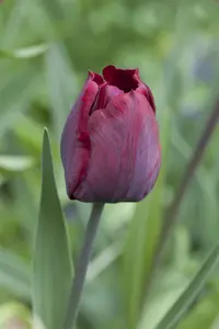 tulipa triumph 'ronaldo' - afbeelding 2