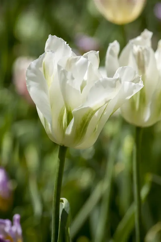 Spring Green - afbeelding 1