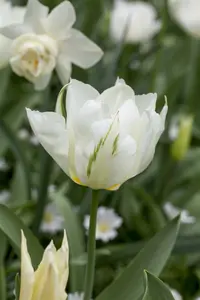 Spring Green - afbeelding 2