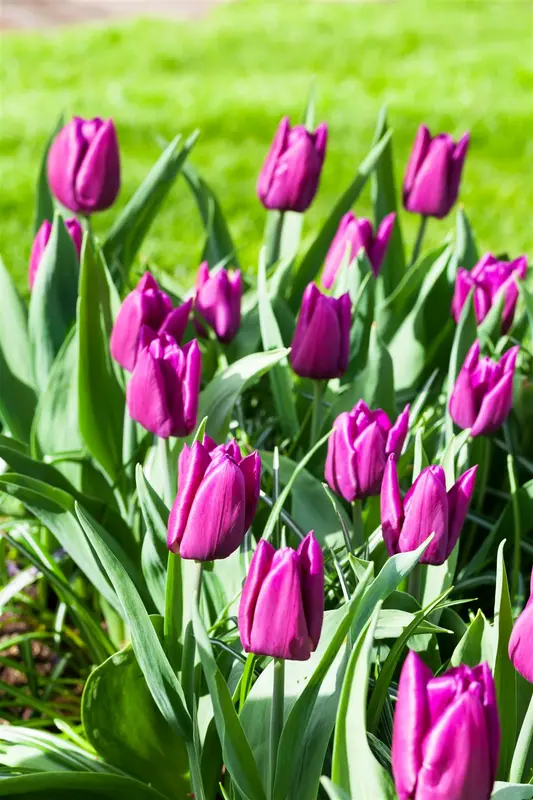 tulipa vroeg 'purple prince' - afbeelding 1
