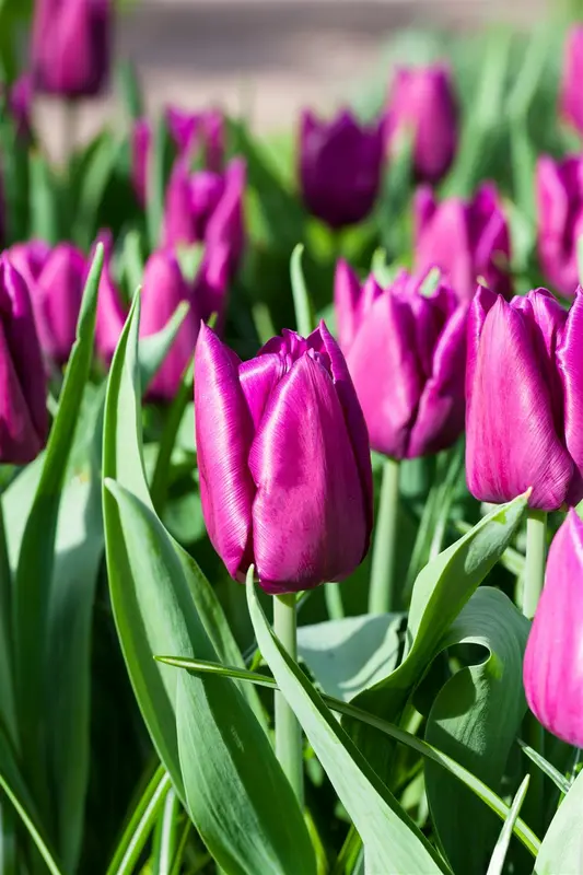 tulipa vroeg 'purple prince' - afbeelding 3