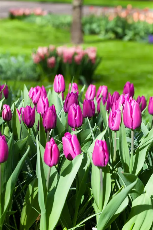 tulipa vroeg 'purple prince' - afbeelding 5