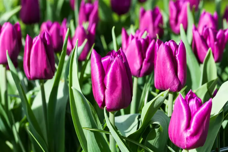 tulipa vroeg 'purple prince' - afbeelding 2