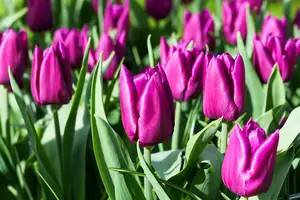 tulipa vroeg 'purple prince' - afbeelding 2