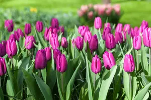 tulipa vroeg 'purple prince' - afbeelding 4