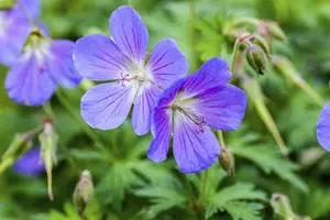 geranium ib. 'turco' P9