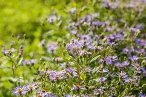 aster macrophyllus 'twilight' P9 - afbeelding 5