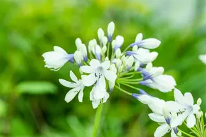 agapanthus hybr. 'twister'® P9 - afbeelding 2