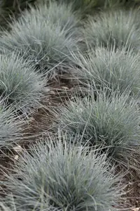 festuca glauca 'uchte' P9
