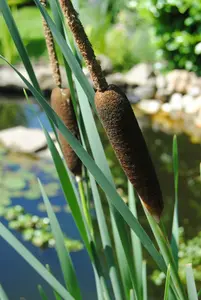 angustifolia - afbeelding 5