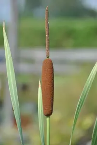 Variegata