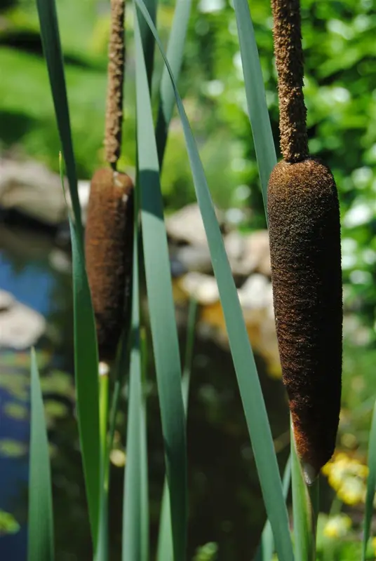 latifolia - afbeelding 1
